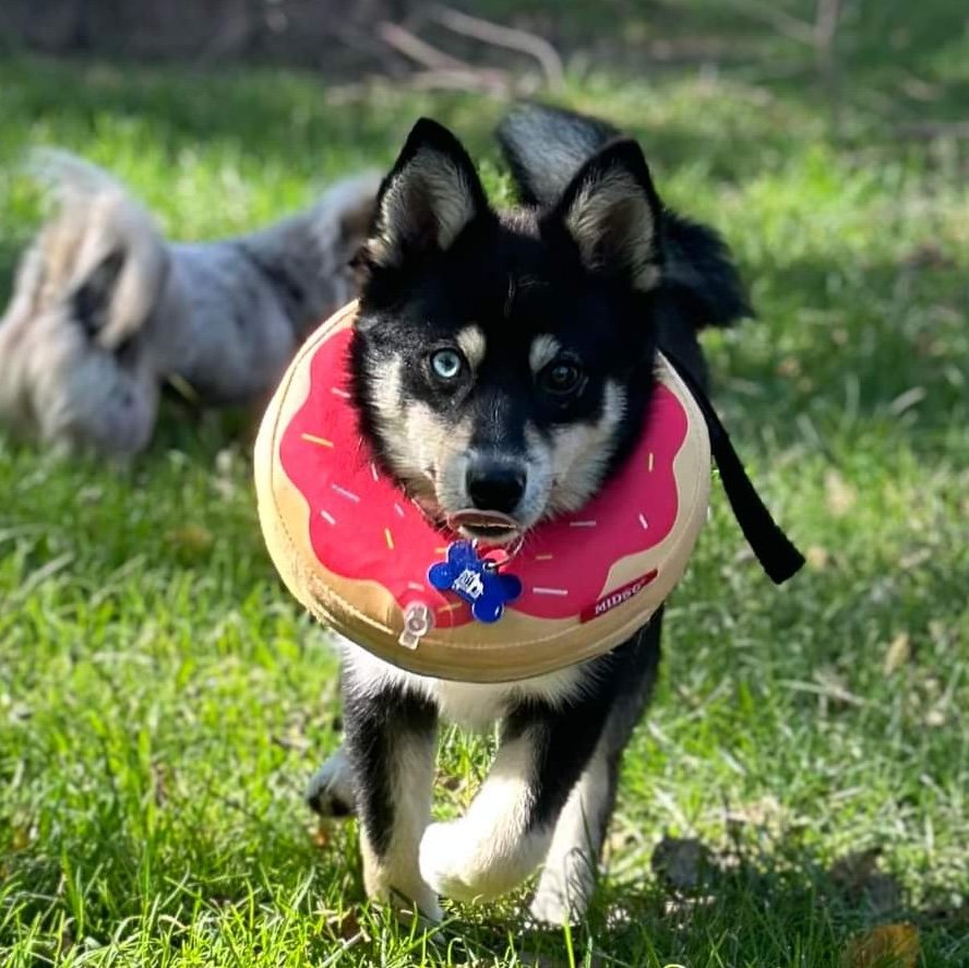 Trupanion Connects Families and Shelter Pets Just in Time for National Animal Shelter Appreciatio...