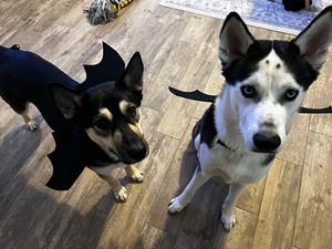 Kante and Diego dressed up for Tricked Out for Treats