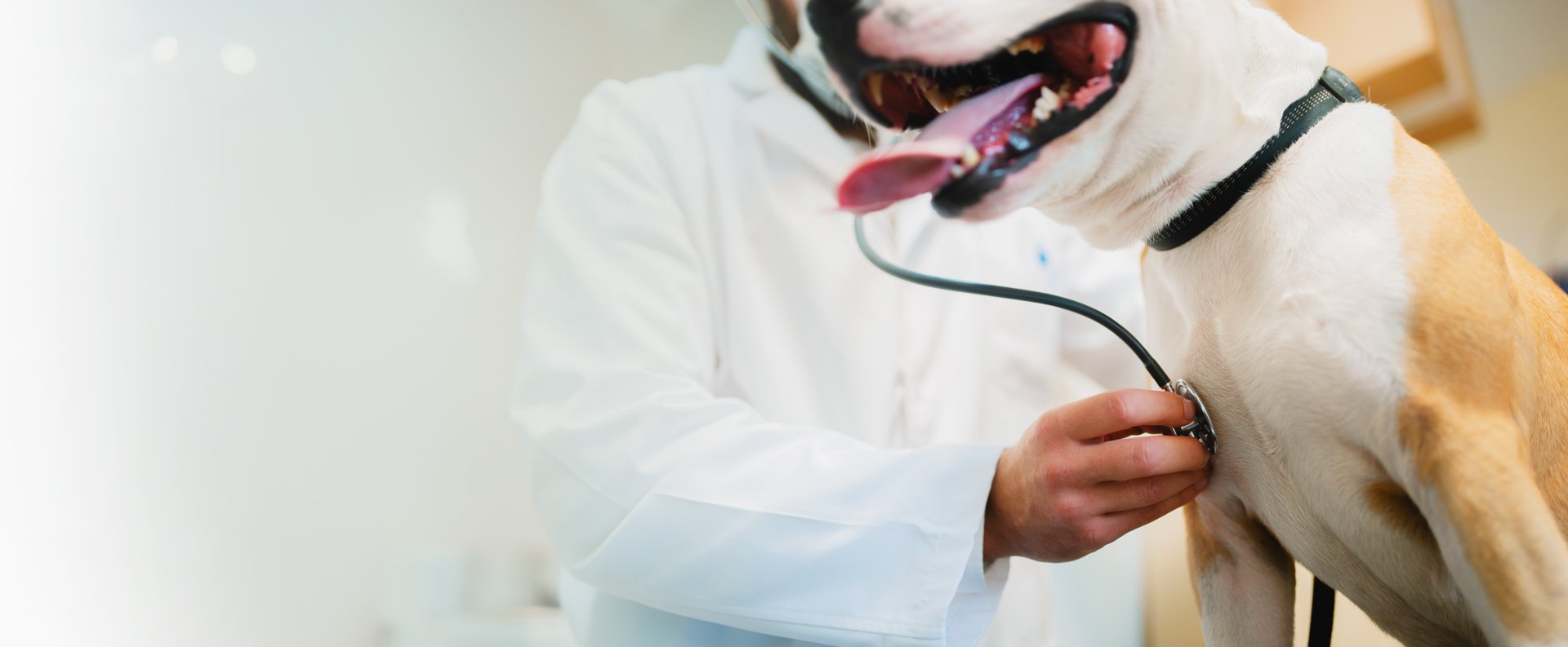 Global Veterinary Authorities Delve into Trupanion Data, Gaining Insight into Current Canine Resp...