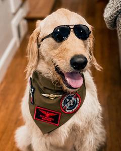 Maverick dressed up for Tricked Out for Treats