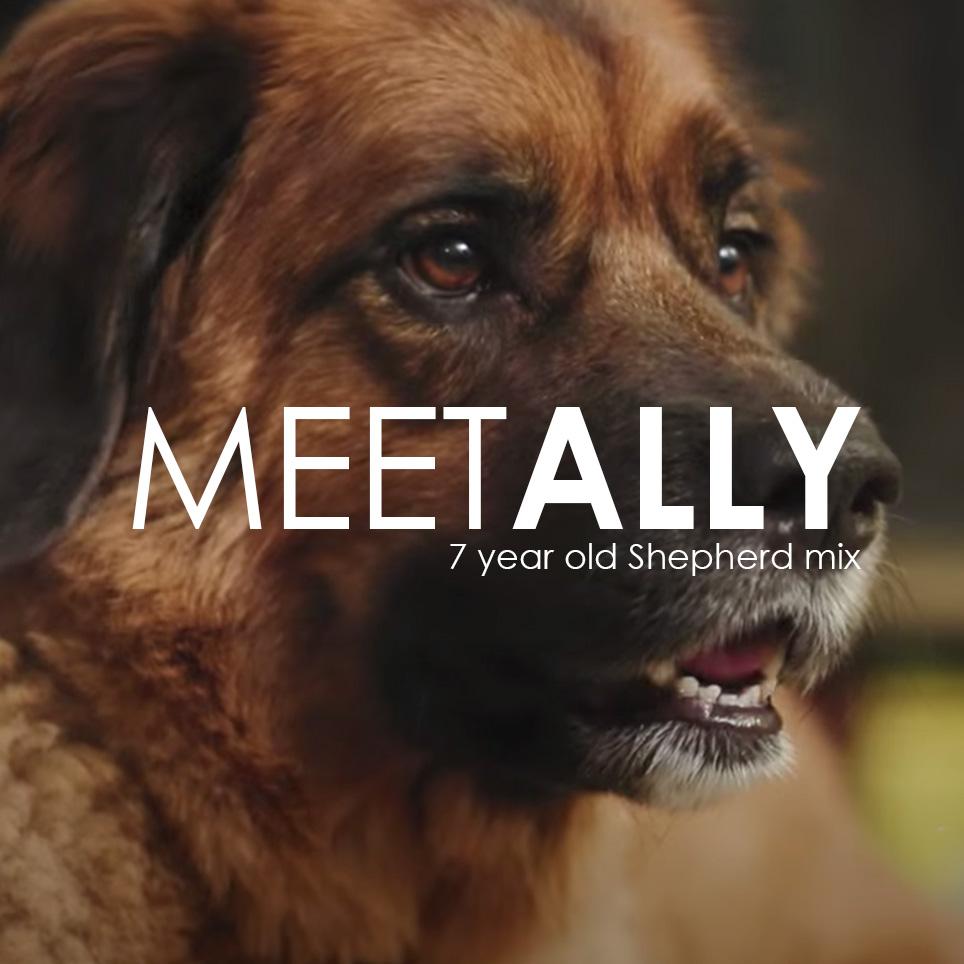 Pet Owner Testimonial: Ally’s Story