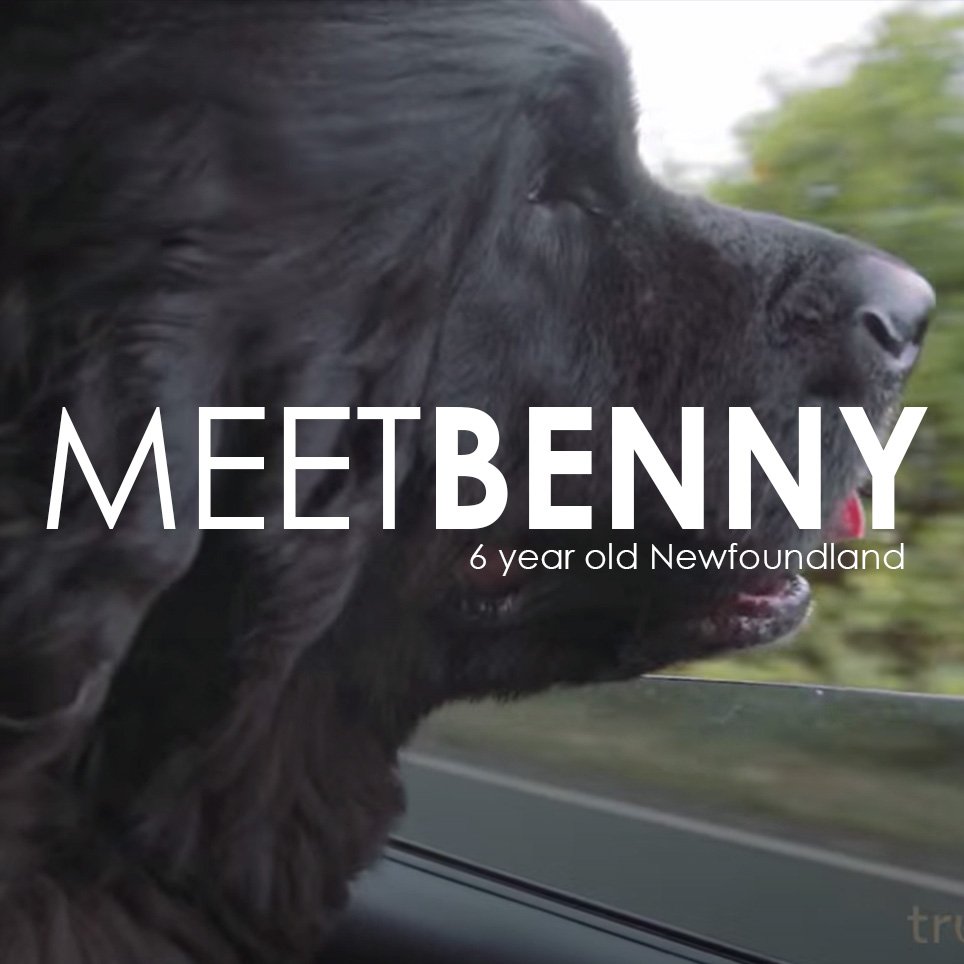 Testimonio del dueño de una mascota: La historia de Benny