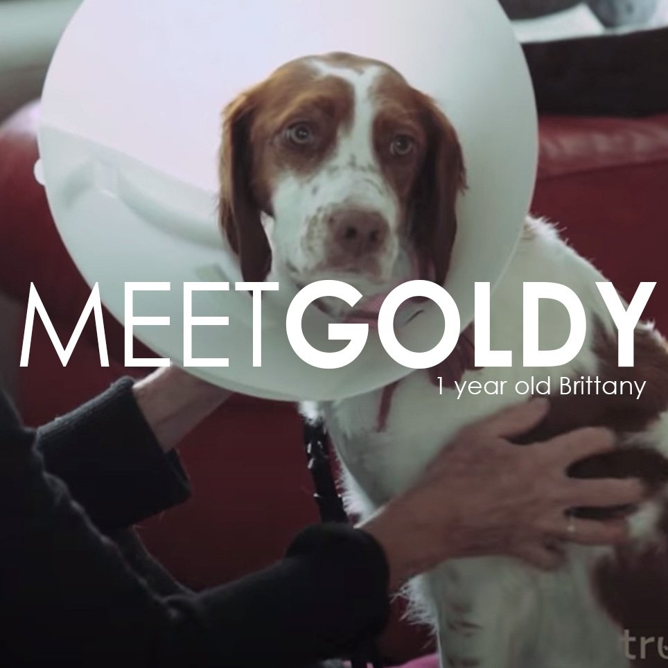 Testimonio del dueño de una mascota: La historia de Goldy