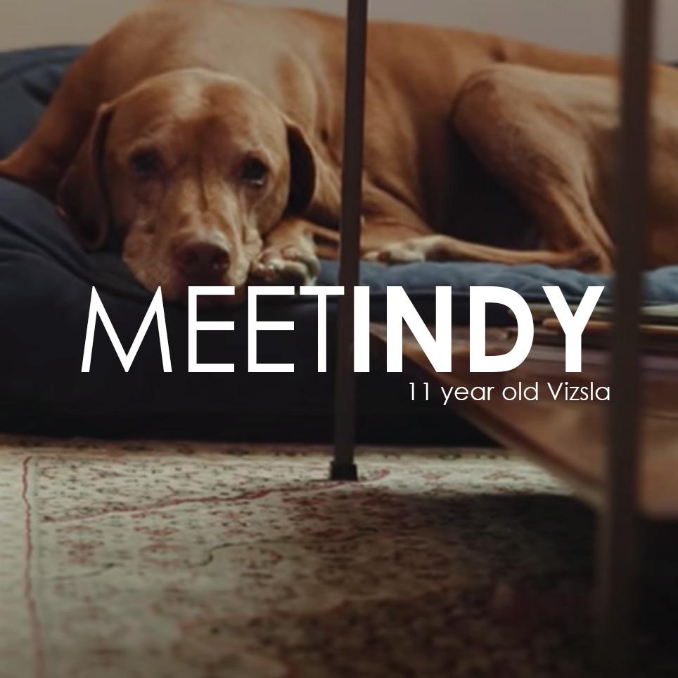 Pet Owner Testimonial: Indy's Story