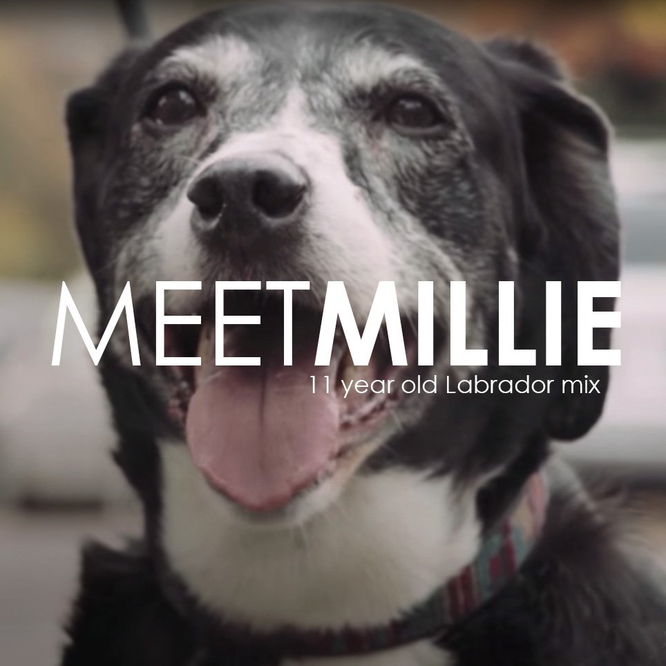 Testimonio de la dueña de una mascota: la historia de Millie