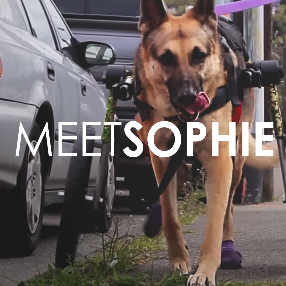 Testimonio de la dueña de una mascota: la historia de Sophie