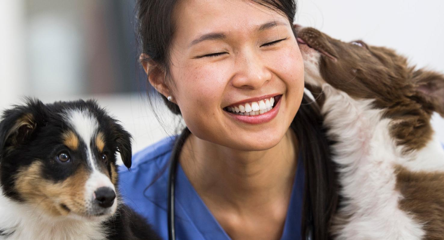 La mejor manera de ayudar a los clientes a investigar
Seguro médico para mascotas