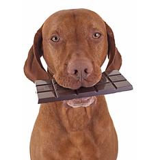 Poison Awareness Resources to Keep Pets Safe 