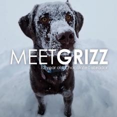 Pet Owner Testimonial: Grizz's Story